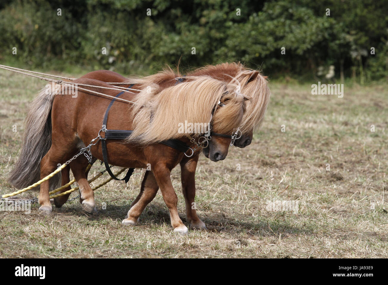 horse, brown, brownish, brunette, strong, small, tiny, little, short, pony, Stock Photo