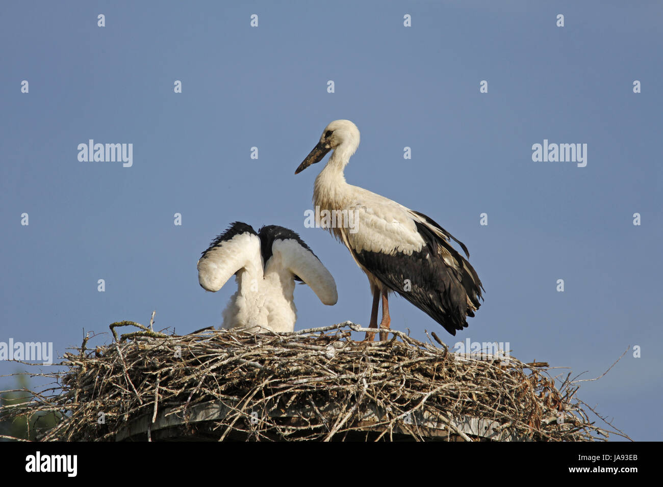 bird, birds, stork, migrant, birds of passage, squabs, pale, bright, pure Stock Photo