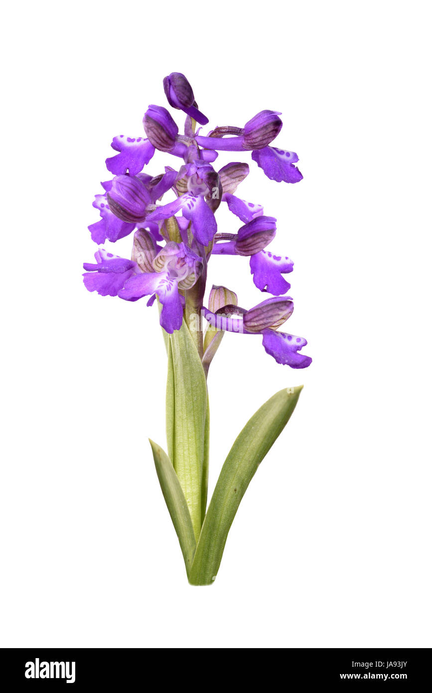 Green-winged orchid - Orchis morio Stock Photo