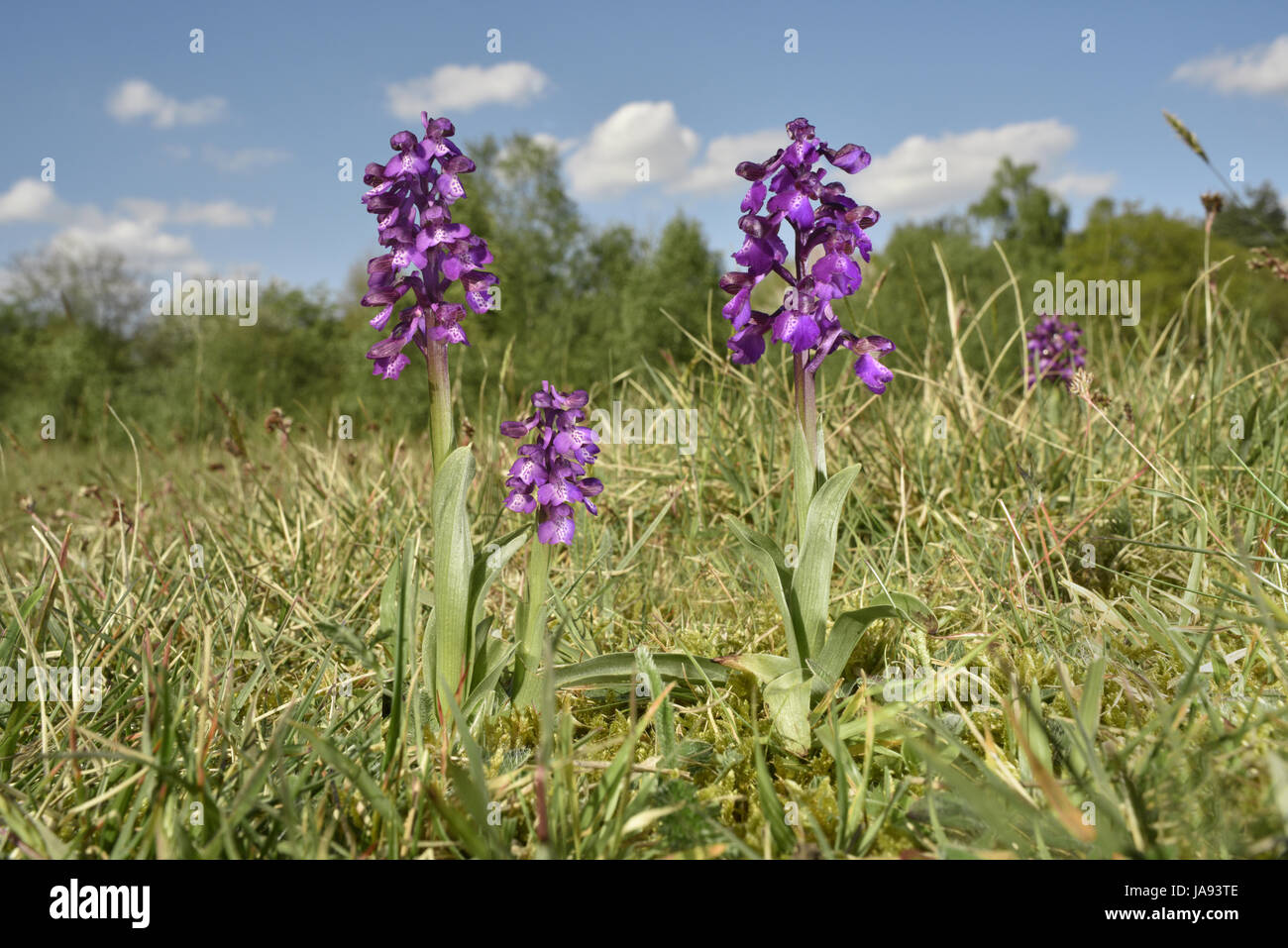 Green-winged Orchid - Anacamptis morio Stock Photo