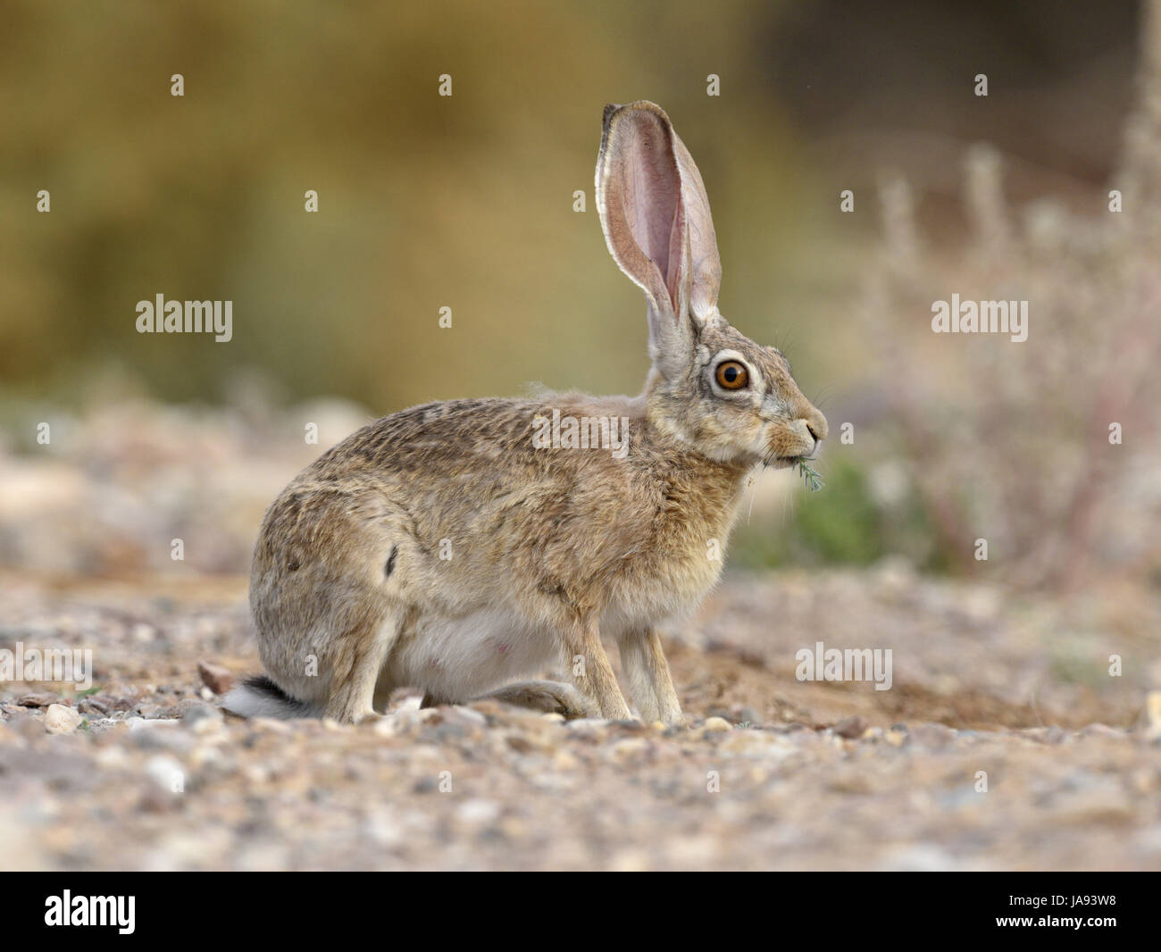 Cape Hare - Lepus capensis Stock Photo
