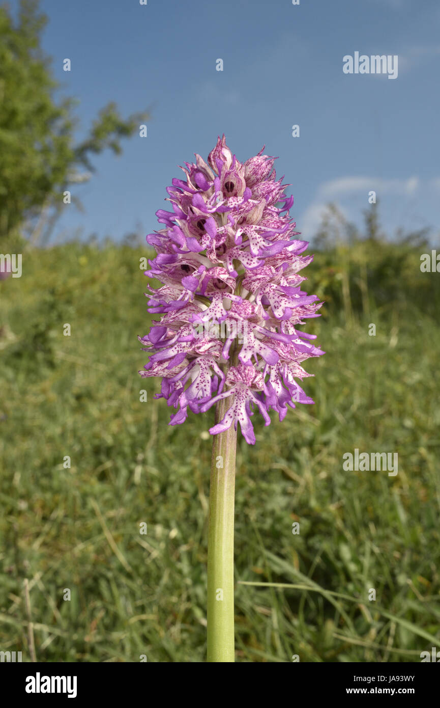 Hybrid Lady x Monkey orchids - Orchis x angusticruris Stock Photo