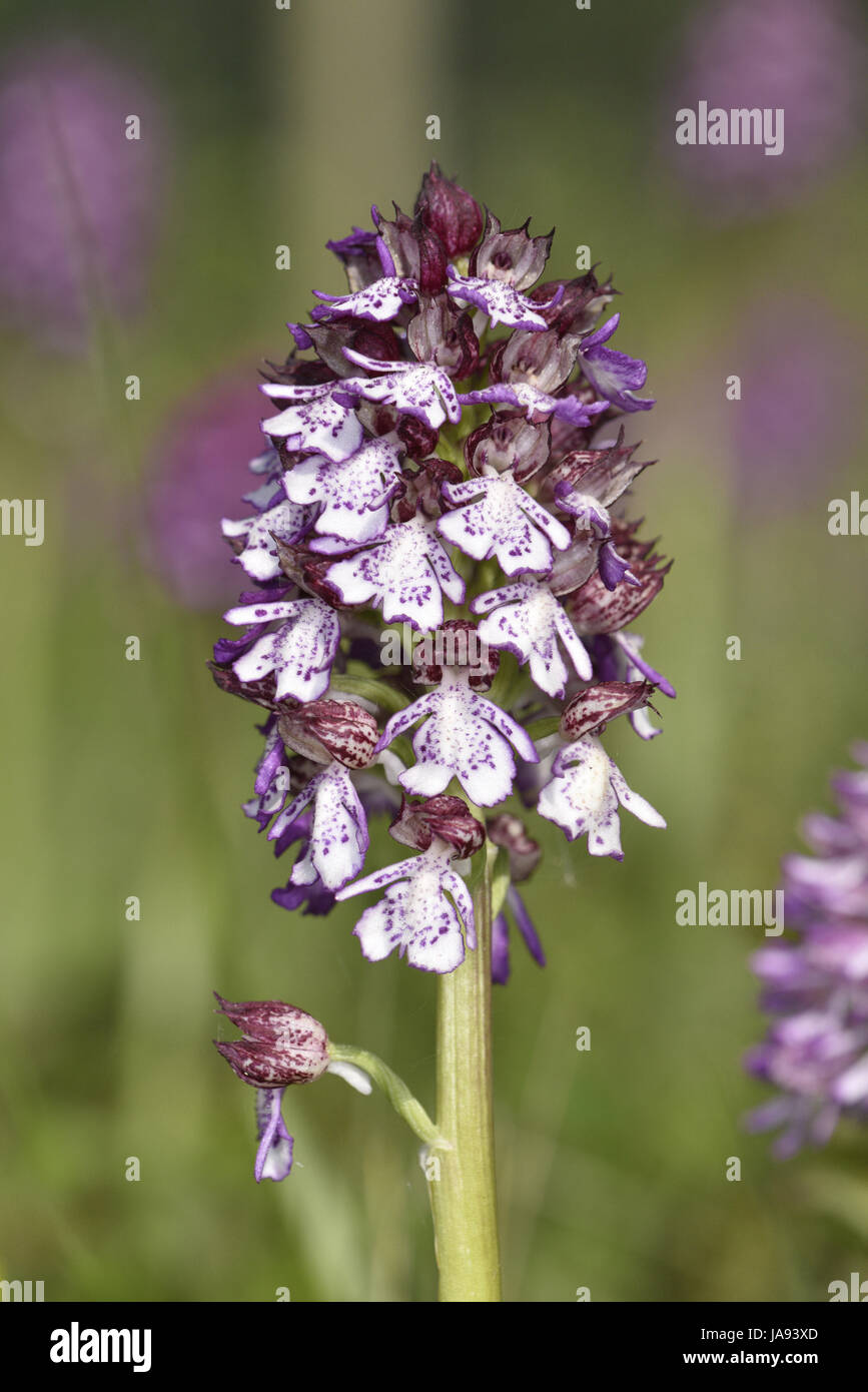 Lady Orchid - Orchid purpurea Stock Photo
