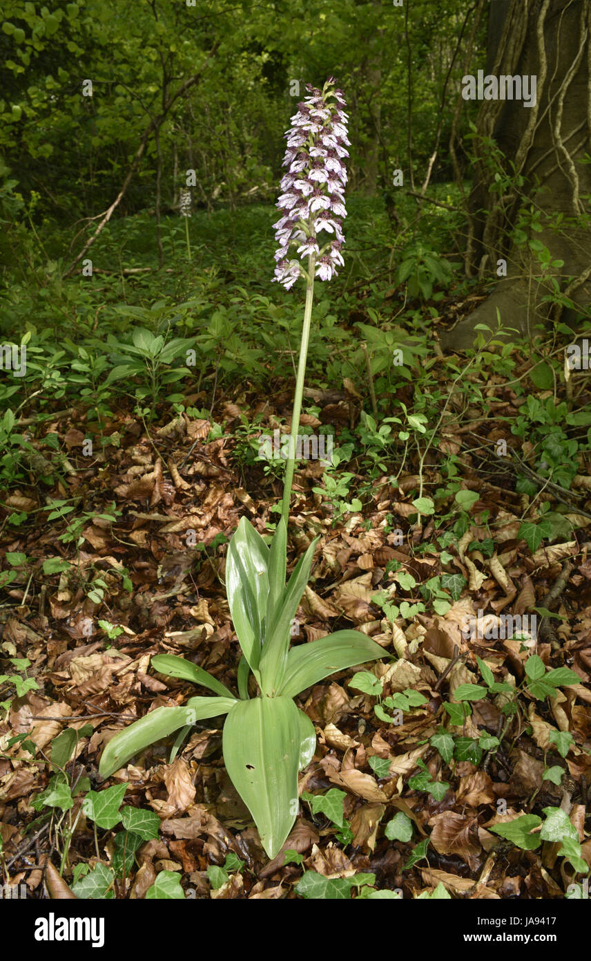 Lady Orchid - Orchid purpurea Stock Photo