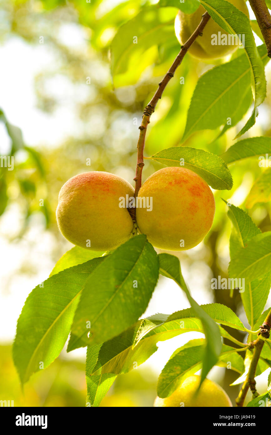 the peach,prunus persica Stock Photo