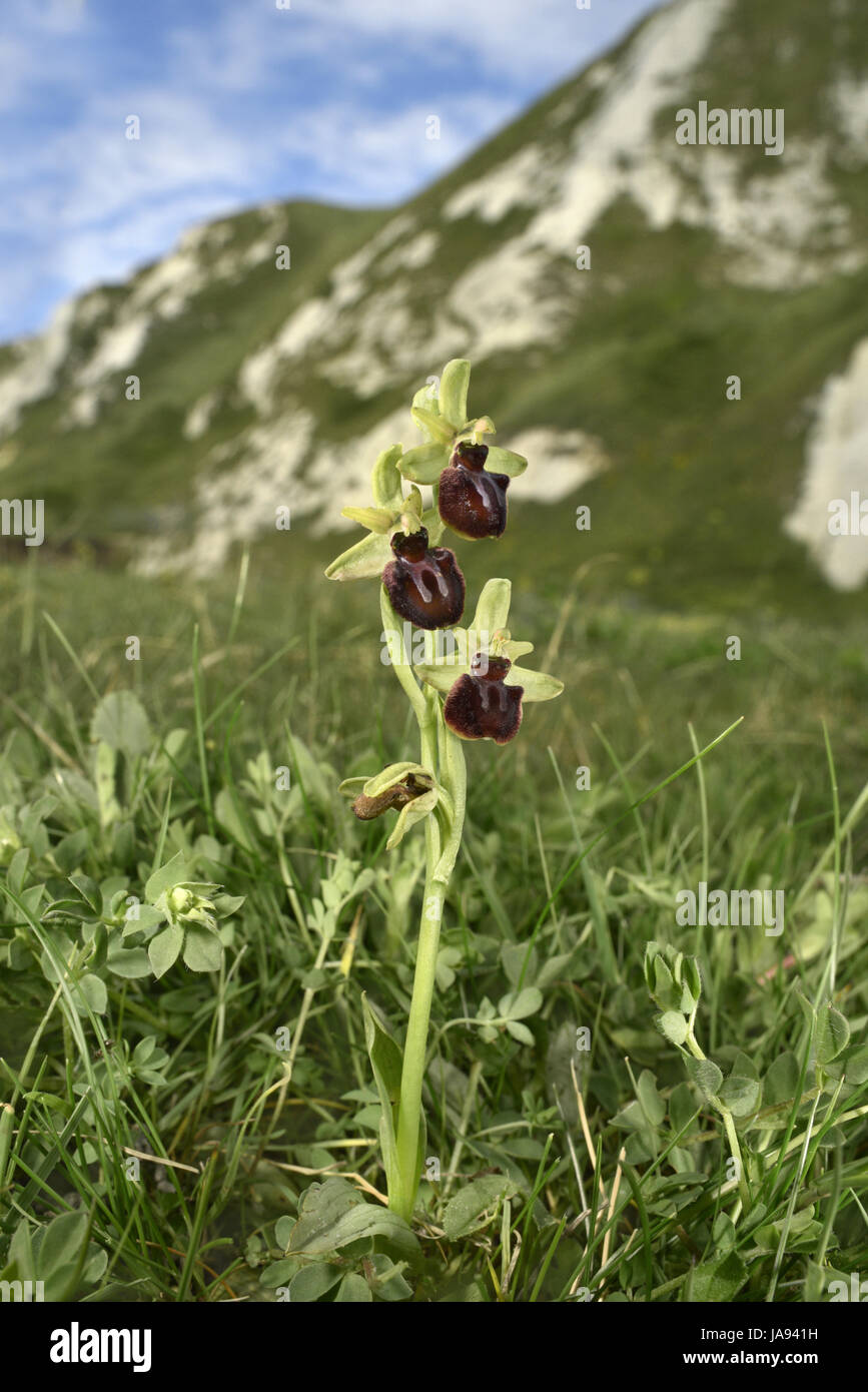 Early Spider Orchid - Ophrys sphegodes - Shakespeare Cliff/Samphire Hoe, Kent Stock Photo