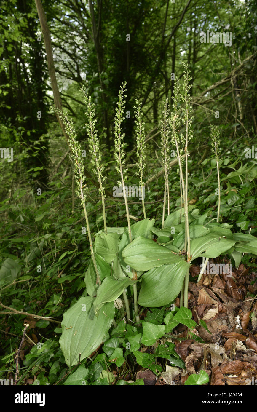 Common Twayblade - Listera ovata Stock Photo