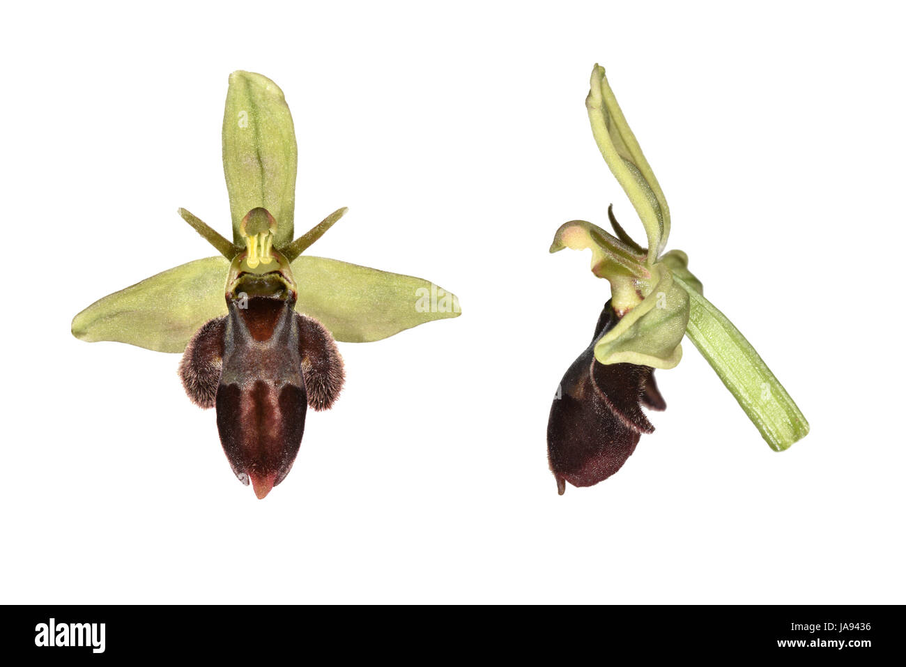 Bee/Fly Orchid hybrid - Ophrys apifera x O. insectifera Stock Photo