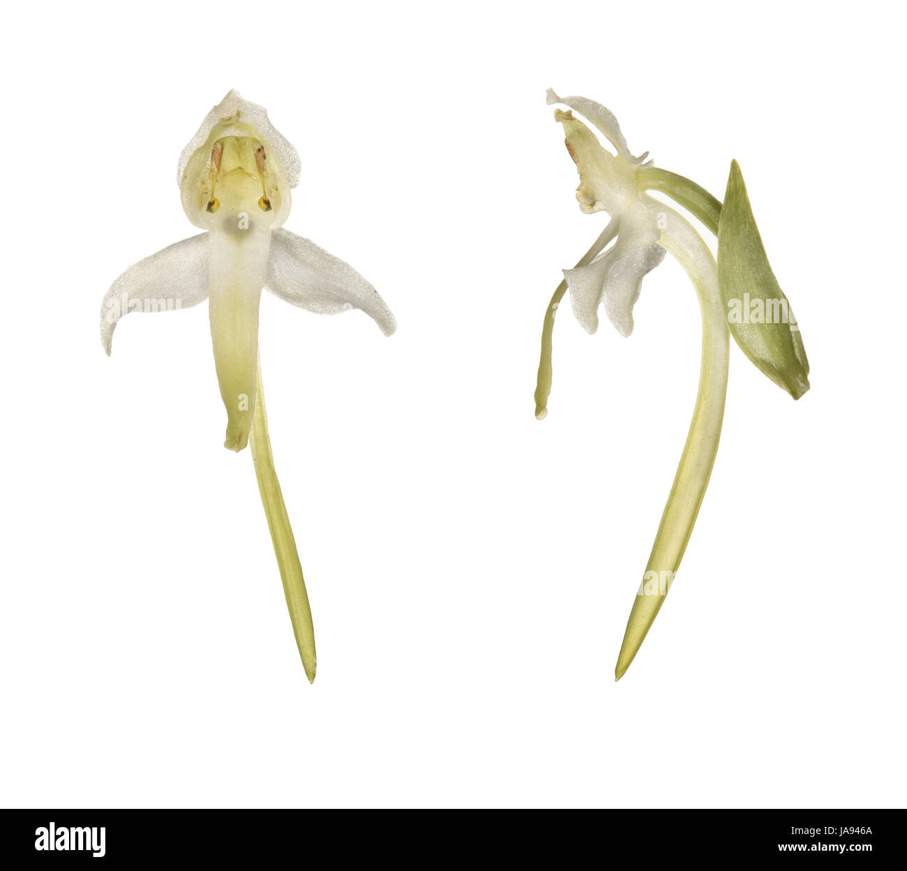 Greater Butterfly-orchid - Platanthera chlorantha Stock Photo