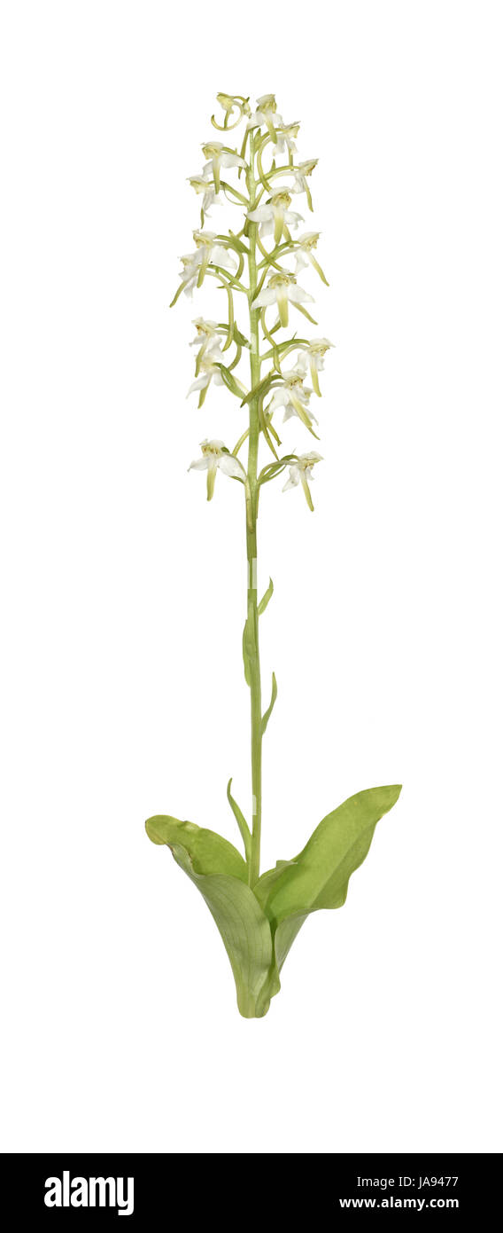 Greater Butterfly-Orchid - Platanthera chlorantha Stock Photo