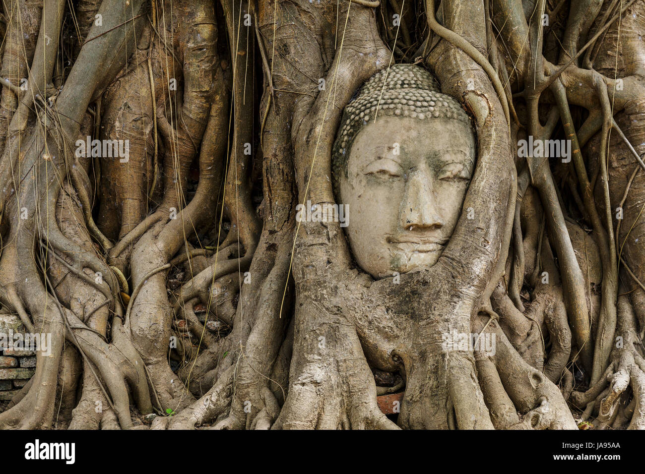 religious, temple, monument, culture, tree, statue, trunk, buddha, wall
