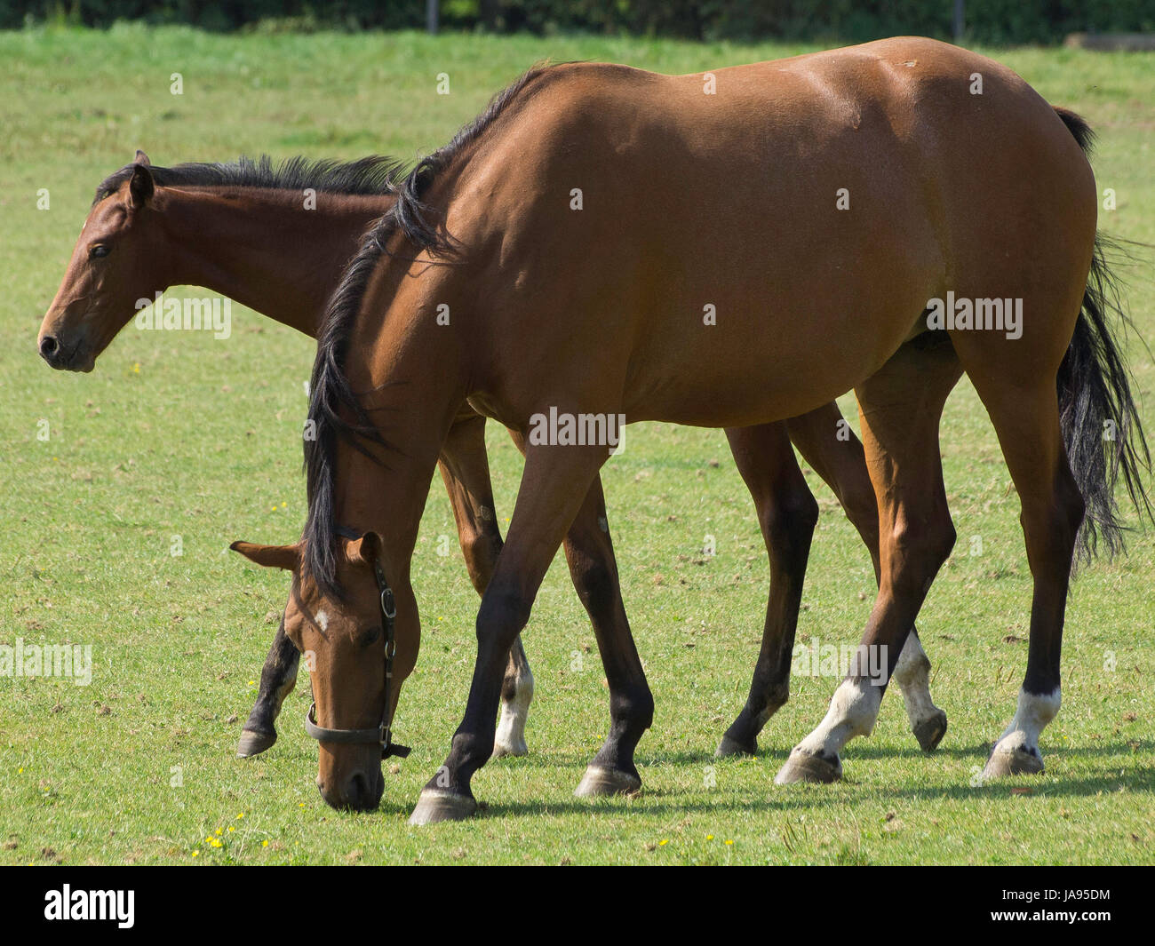 ride, horse, animal, horseriding, nature, willow, ride, horse, animal ...