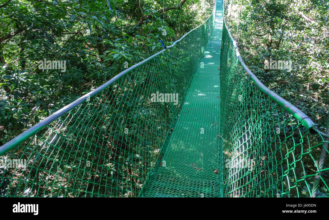 Green hanging bridge in Rainforest of Monteverde Stock Photo