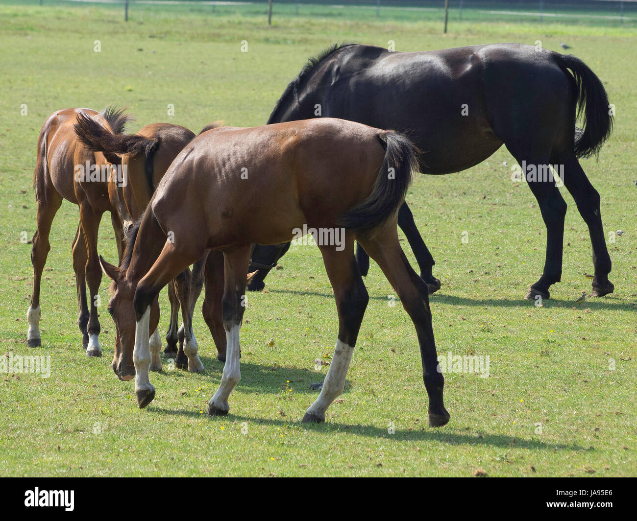 Best Riding Animals ride, horse, animal, horseriding, nature, willow, ride, horse, animal ...