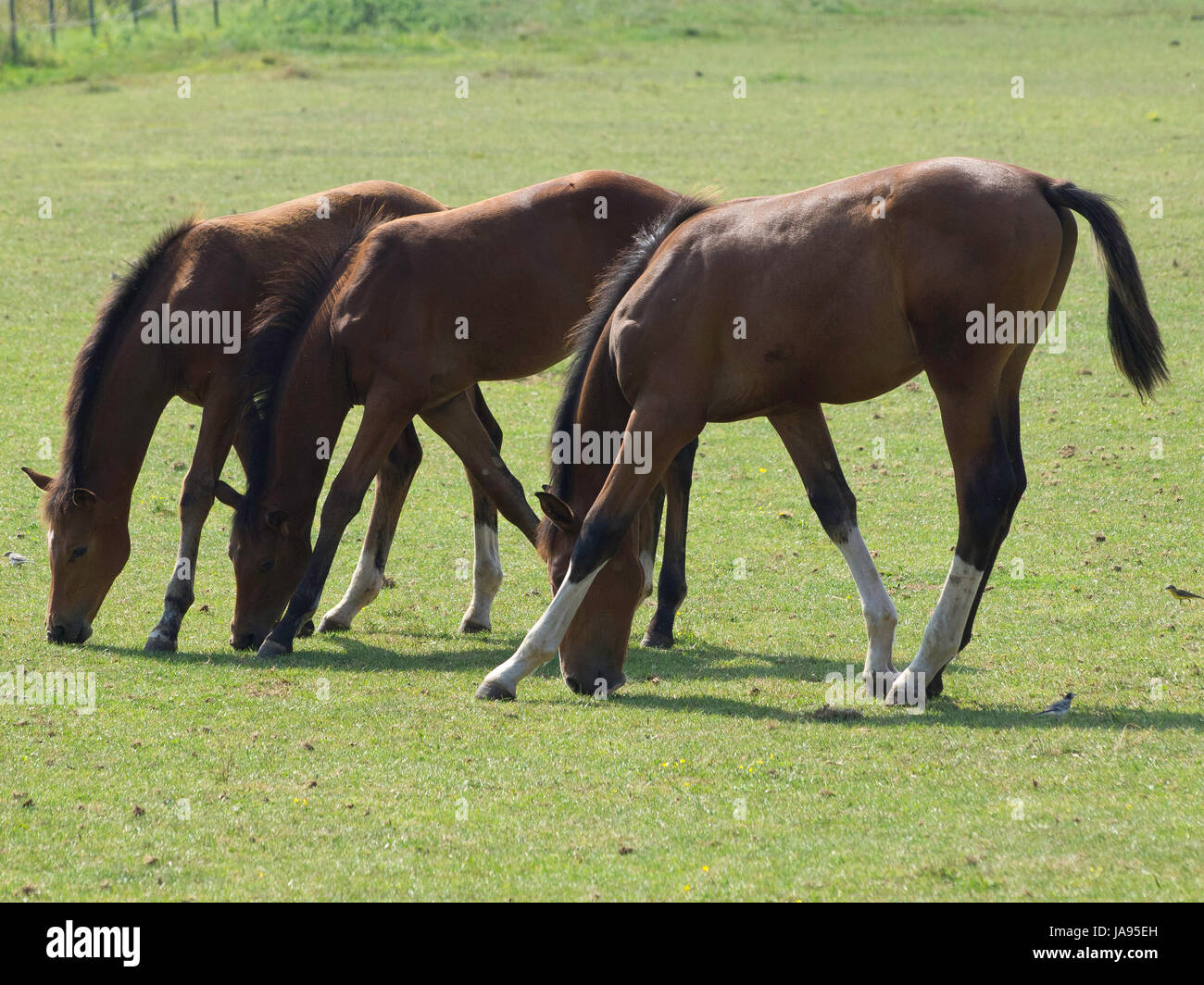 ride, horse, animal, horseriding, nature, willow, ride, horse, animal ...