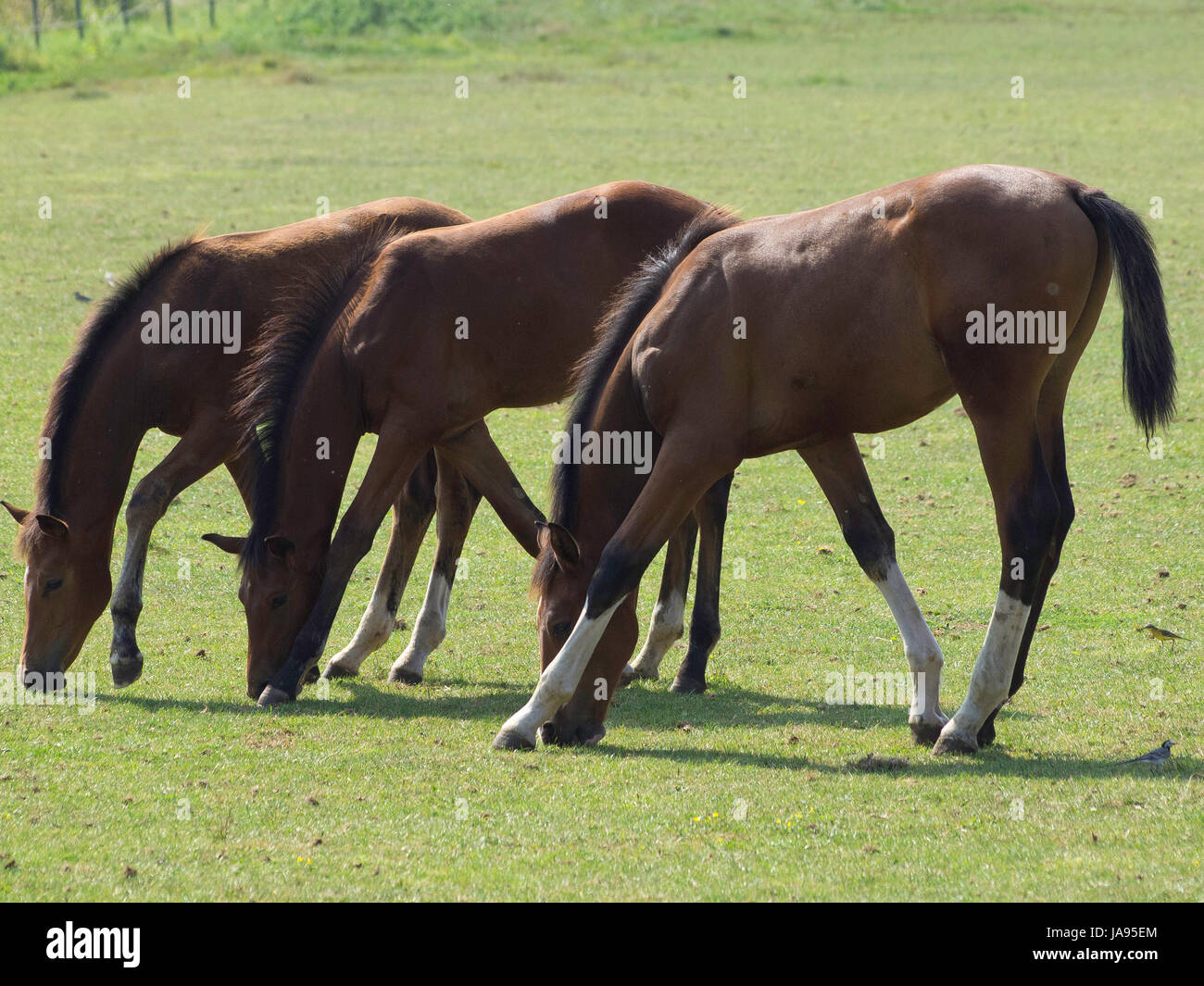 ride, horse, animal, horseriding, nature, willow, ride, horse, animal ...