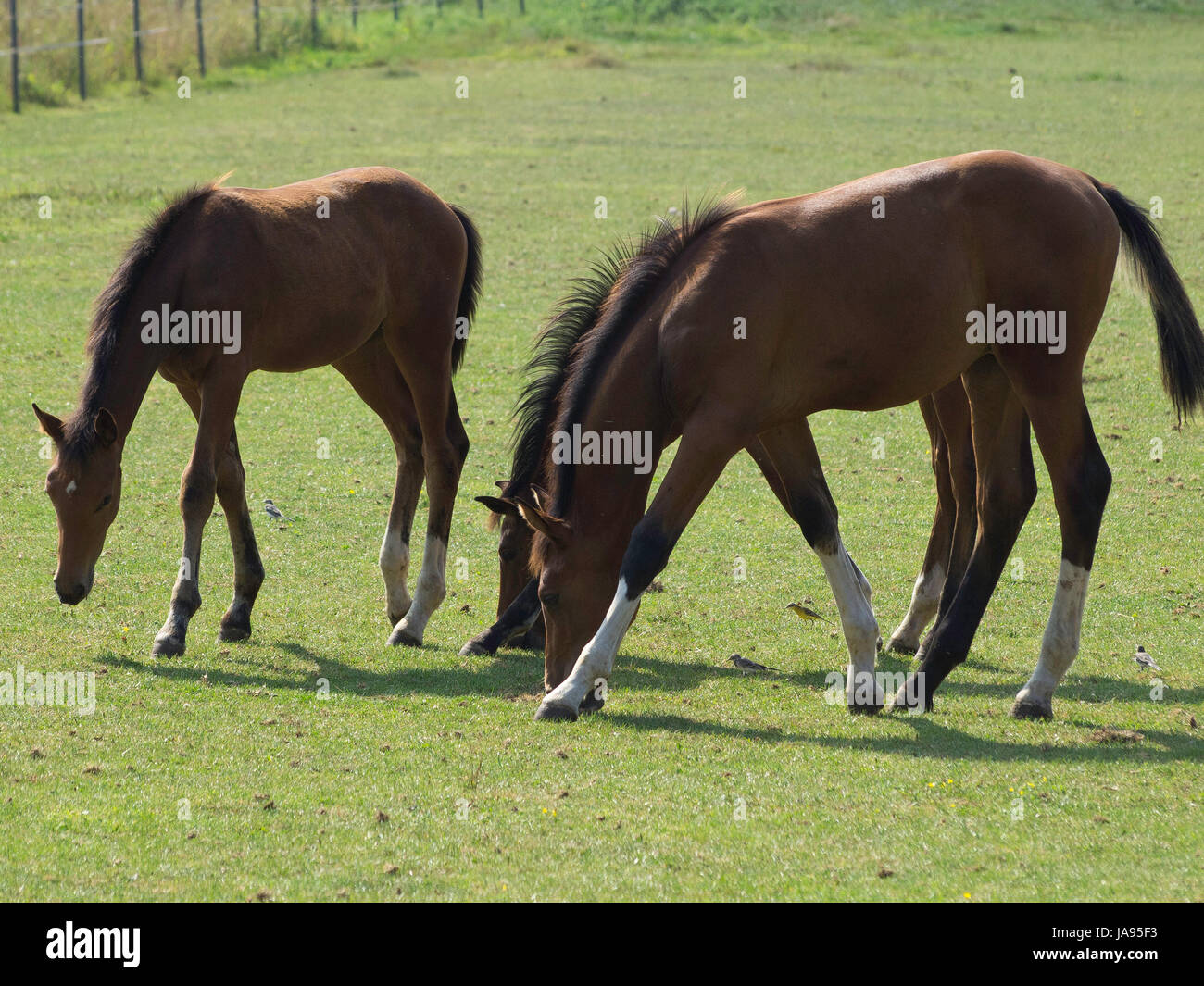 ride, horse, animal, horseriding, nature, willow, ride, horse, animal ...