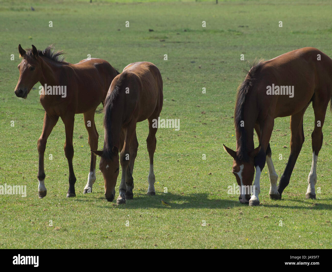 ride, horse, animal, horseriding, nature, willow, ride, horse, animal ...