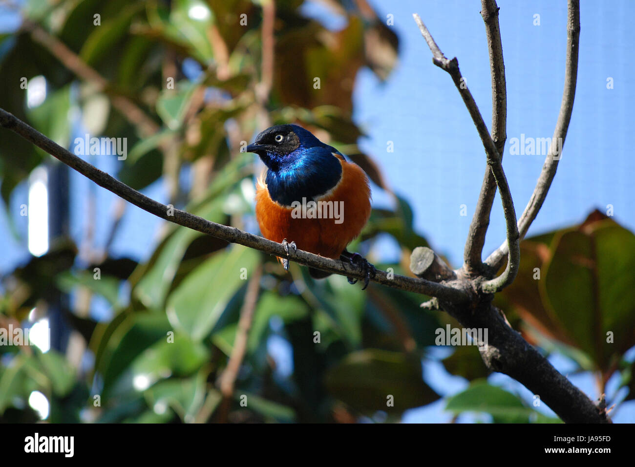blue, tree, bird, fauna, coloured, colourful, gorgeous, multifarious ...