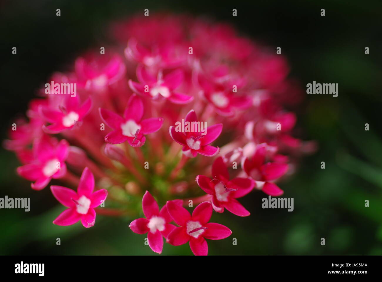 colour, garden, flower, plant, bloom, blossom, flourish, flourishing, flora, Stock Photo