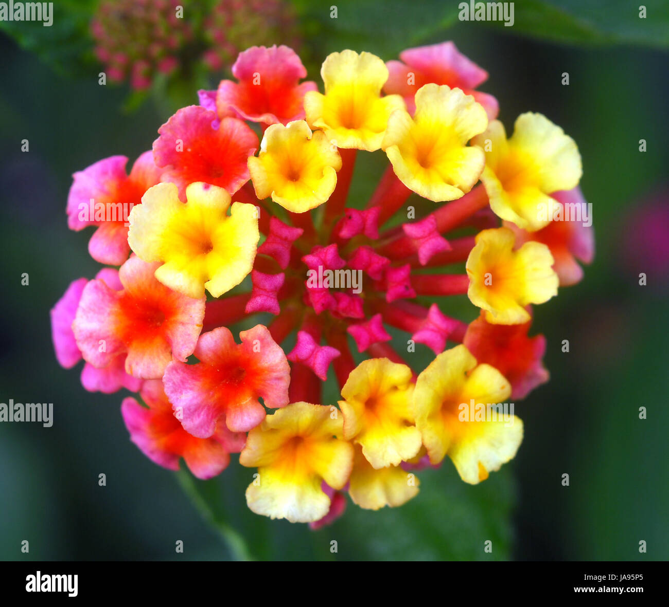 Cluster of umbel hi-res stock photography and images - Alamy