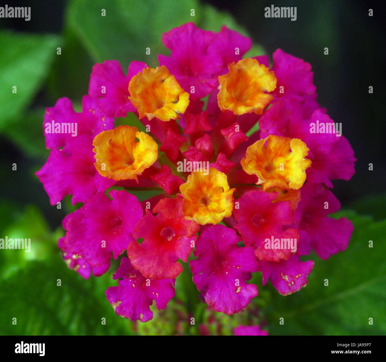 Cluster of umbel hi-res stock photography and images - Alamy