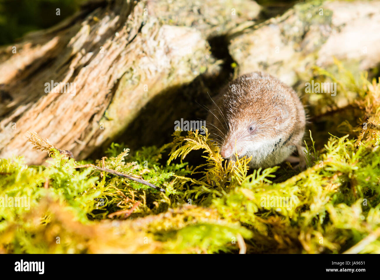 Common shrew photographed in a controlled environment before being ...