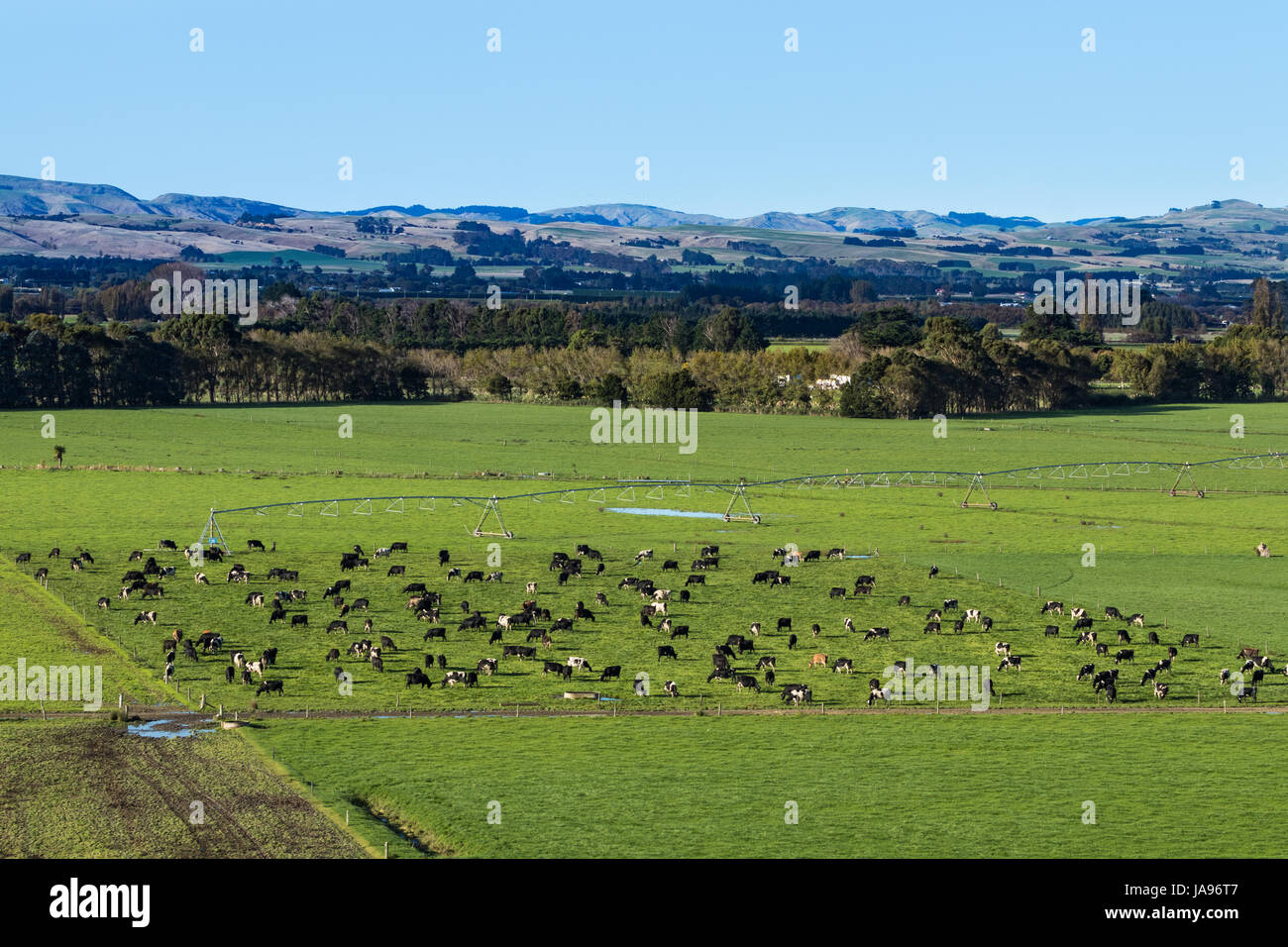Dairy farming in New Zealand showing how many cows are in a paddock. Stock Photo
