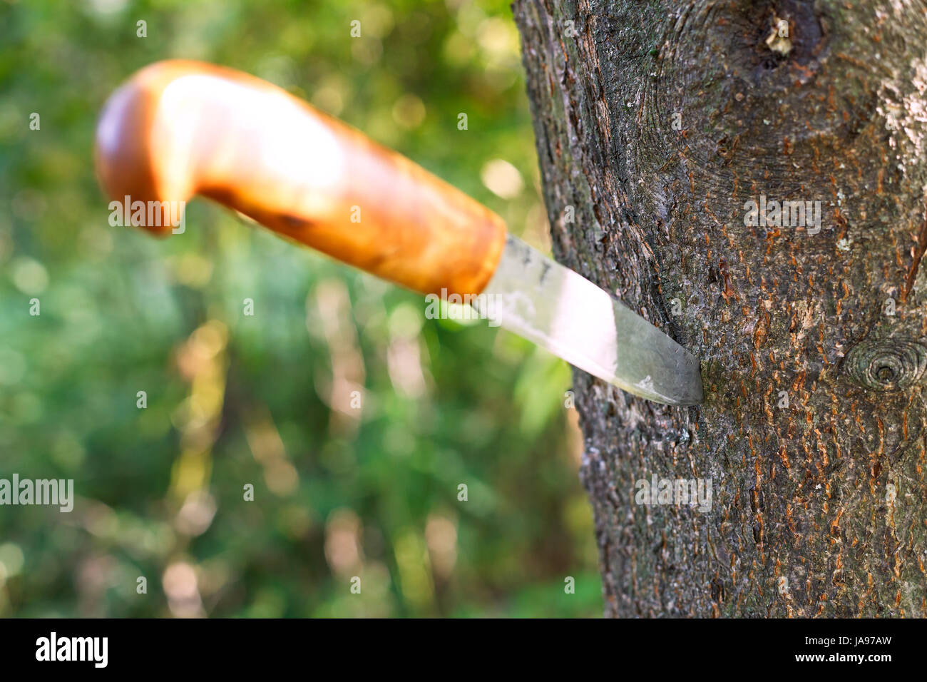 model, design, project, concept, plan, draft, tree, wood, trunk, summer ...