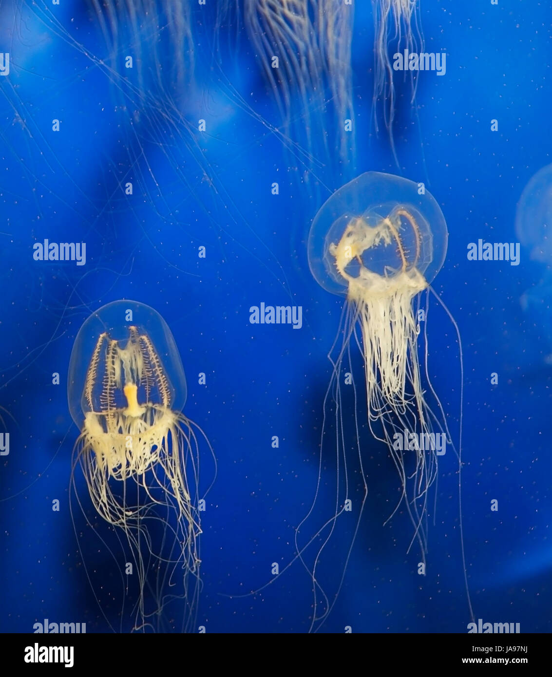 blue, single, animal, aquarium, underwater, sting, creature, wildlife, navy, Stock Photo