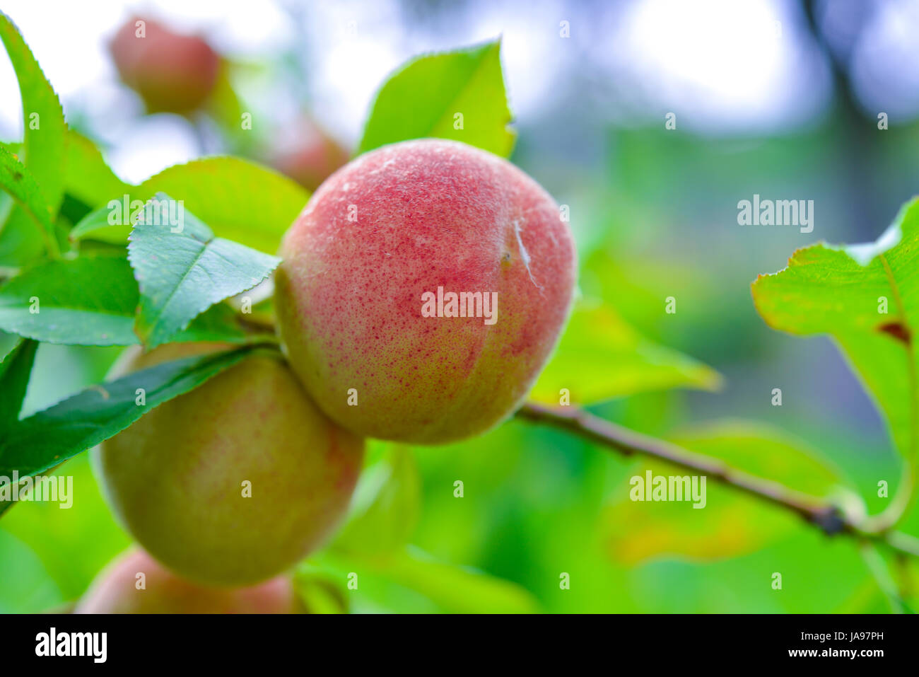 the peach,prunus persica Stock Photo