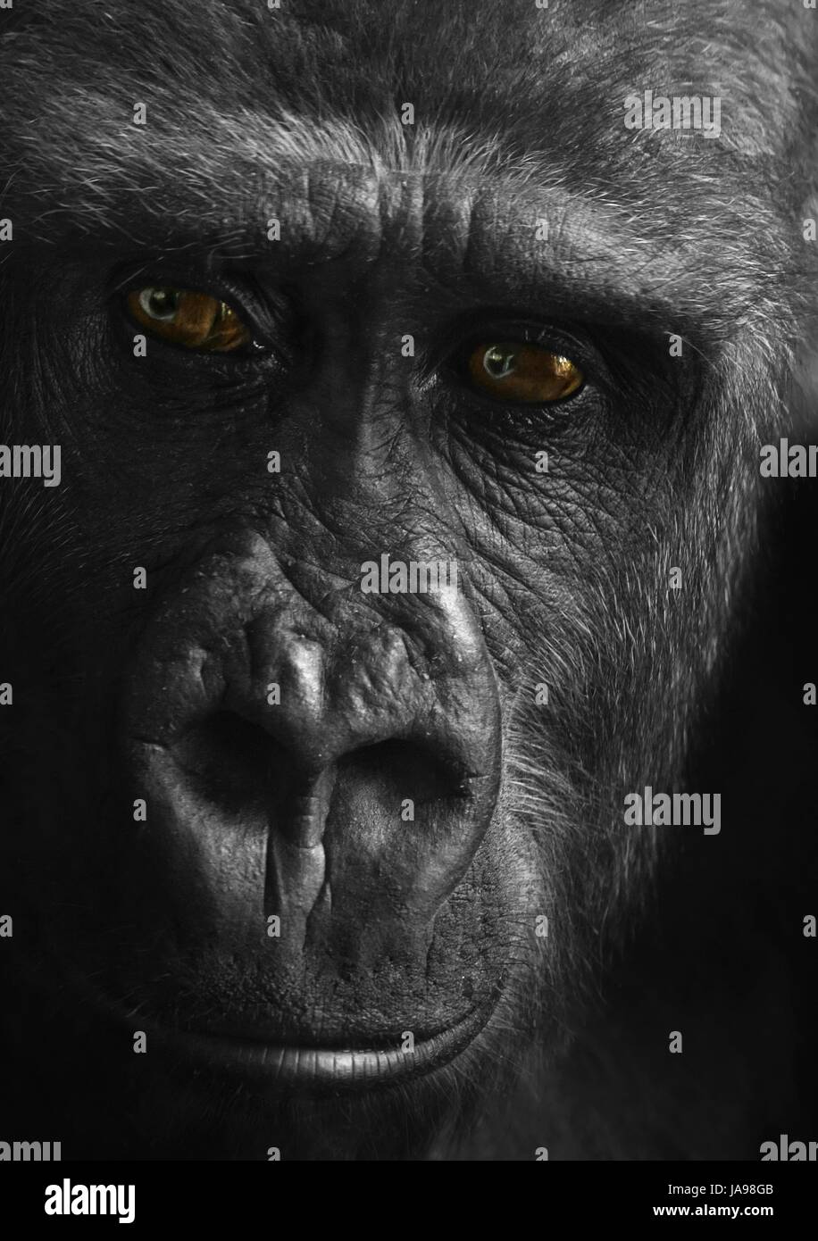 animal, portrait, monkey, eyes, illustration, gorilla, drawing, photo, picture, Stock Photo