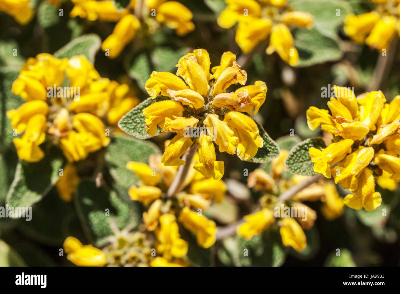 Phlomis cretica, Cretan Jerusalem Sage yellow flowers Stock Photo
