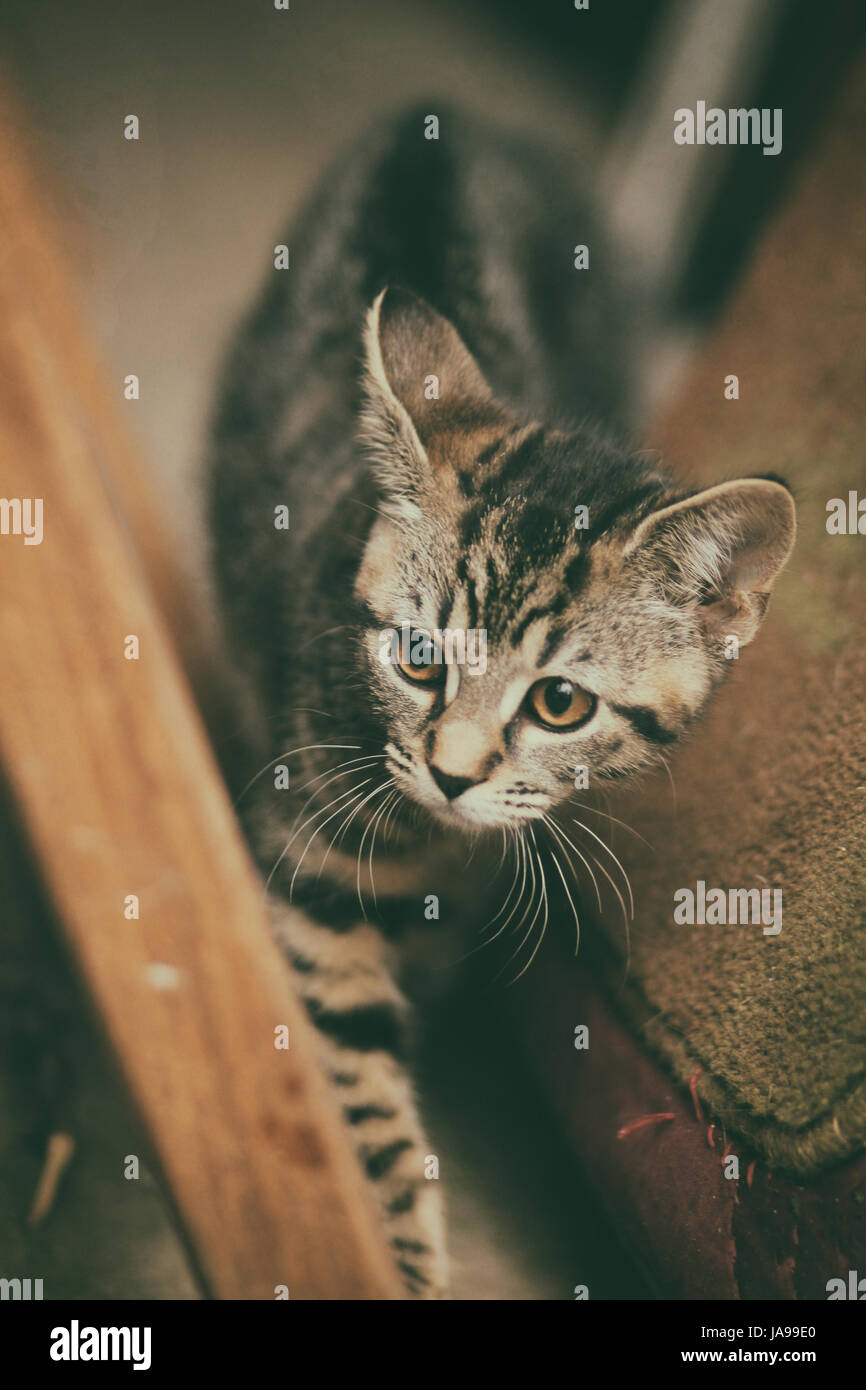 Close up of Daisy the kitten exploring the back yard for the first time with her sister Gert in Leicester. Stock Photo