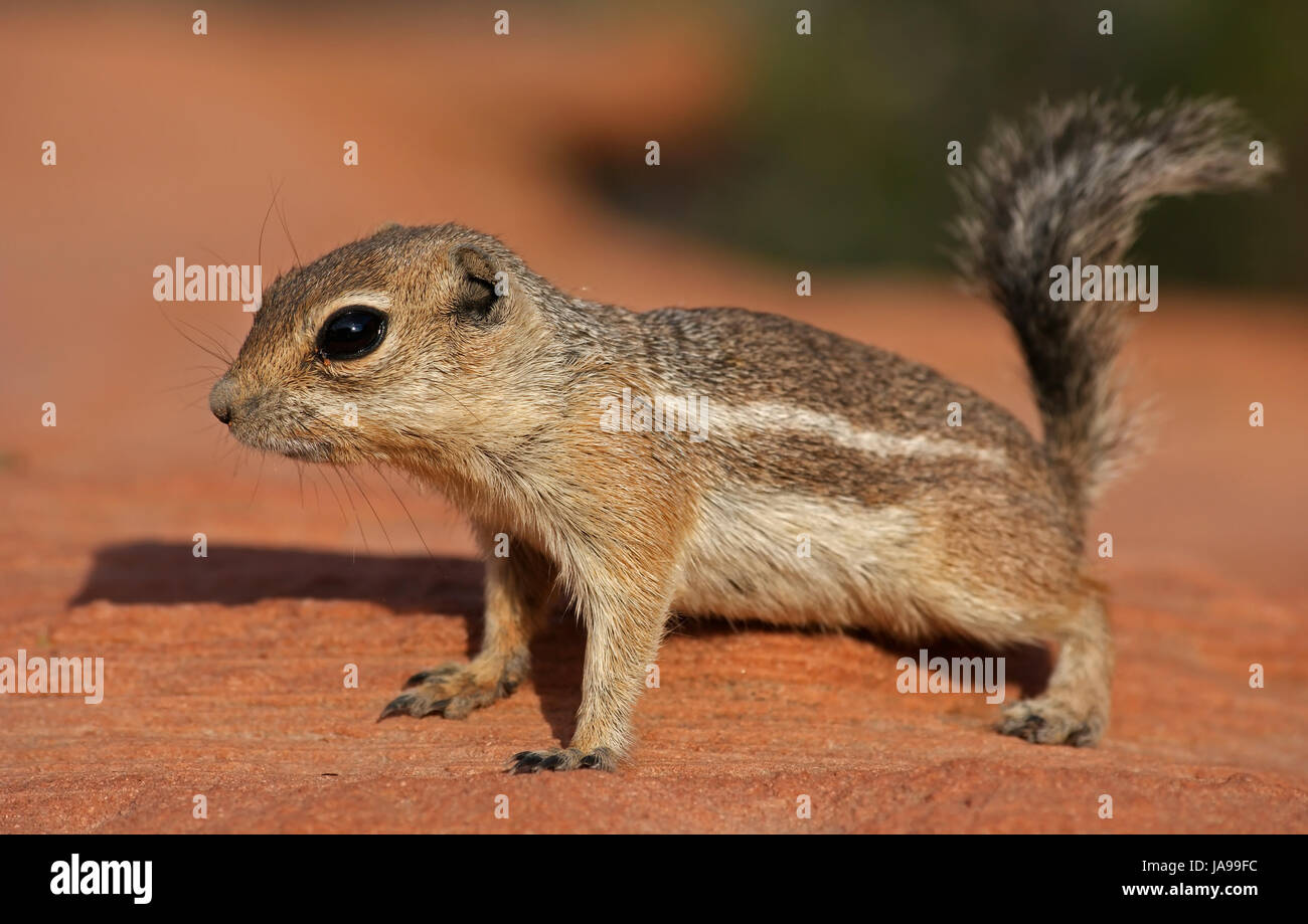 antelope ground squirrel Stock Photo