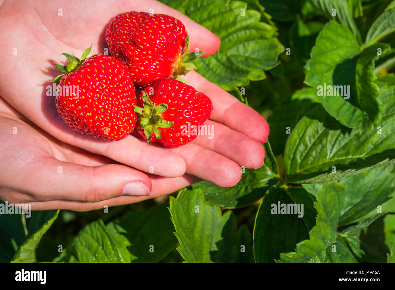 Three fresh picked delicious strawberries held over strawberry plants Stock Photo