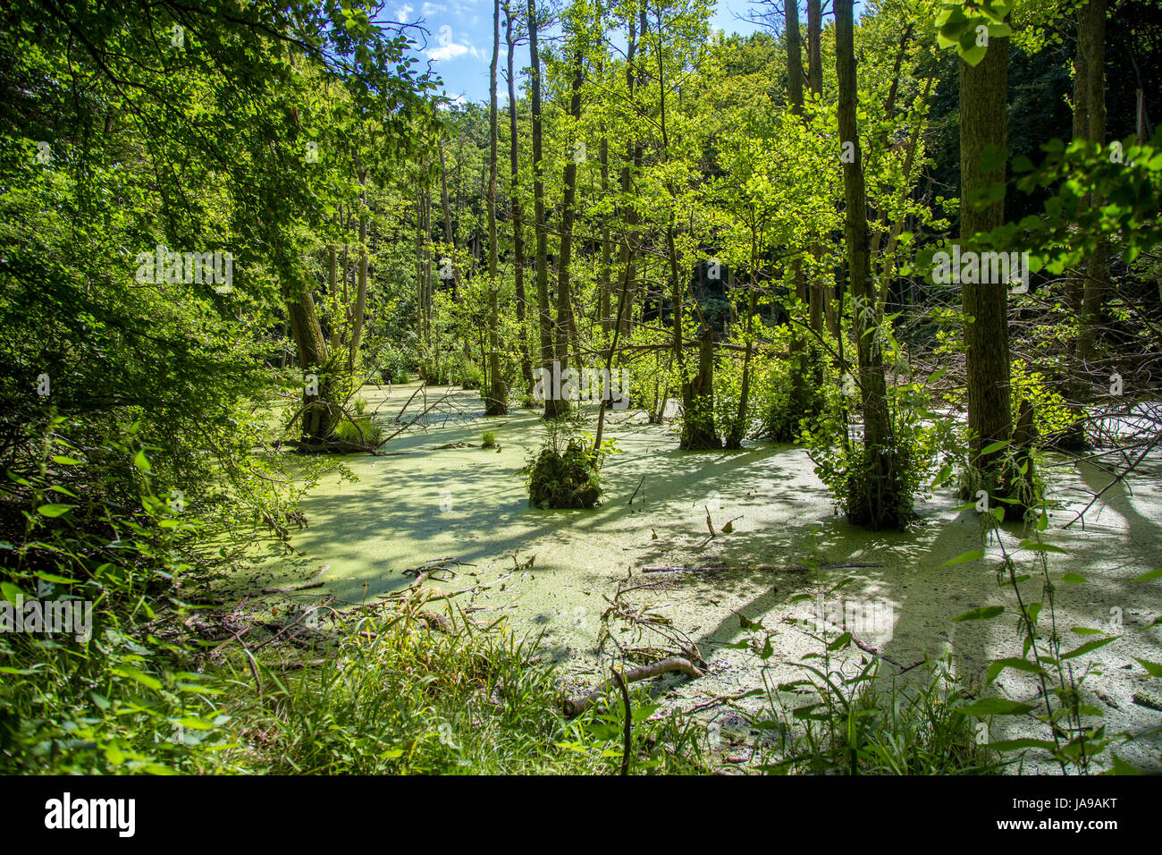 Swamp Conservation Of Nature Woods Fen Unaffected Forest Ecosystem Stock Photo Alamy