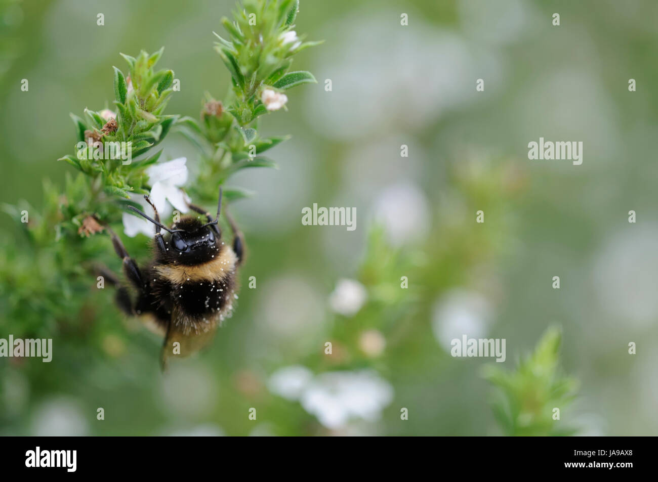 garden, biological, gardens, savory, spice, garden, insect, insects, bumblebee, Stock Photo