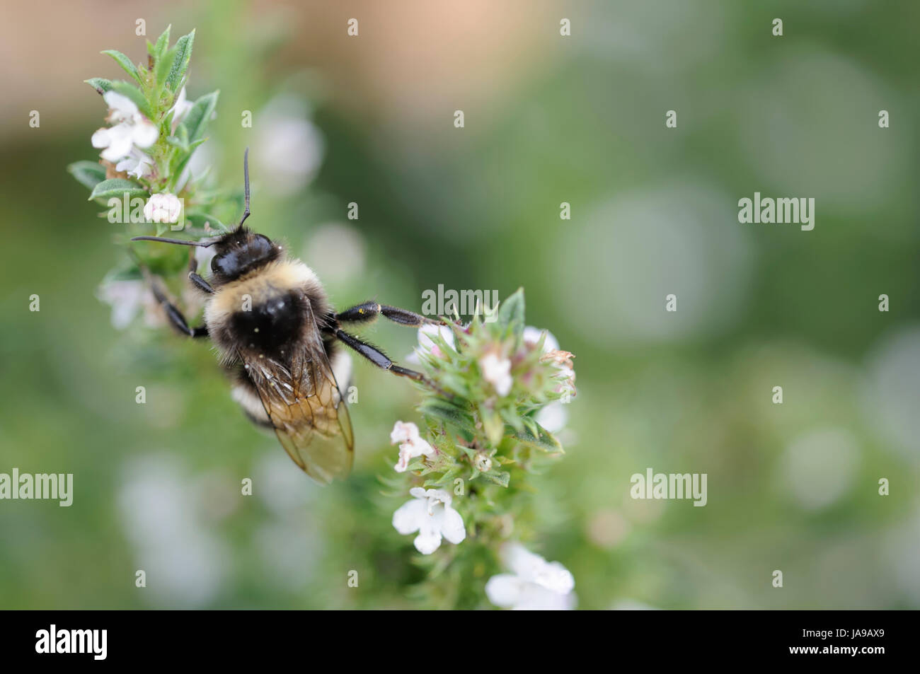 bumblebee on savory Stock Photo