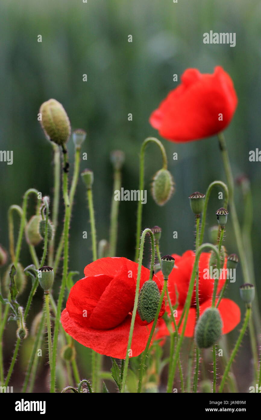 poppy, corn poppy, latex, capsule, red, shine, shines, bright, lucent, light, Stock Photo