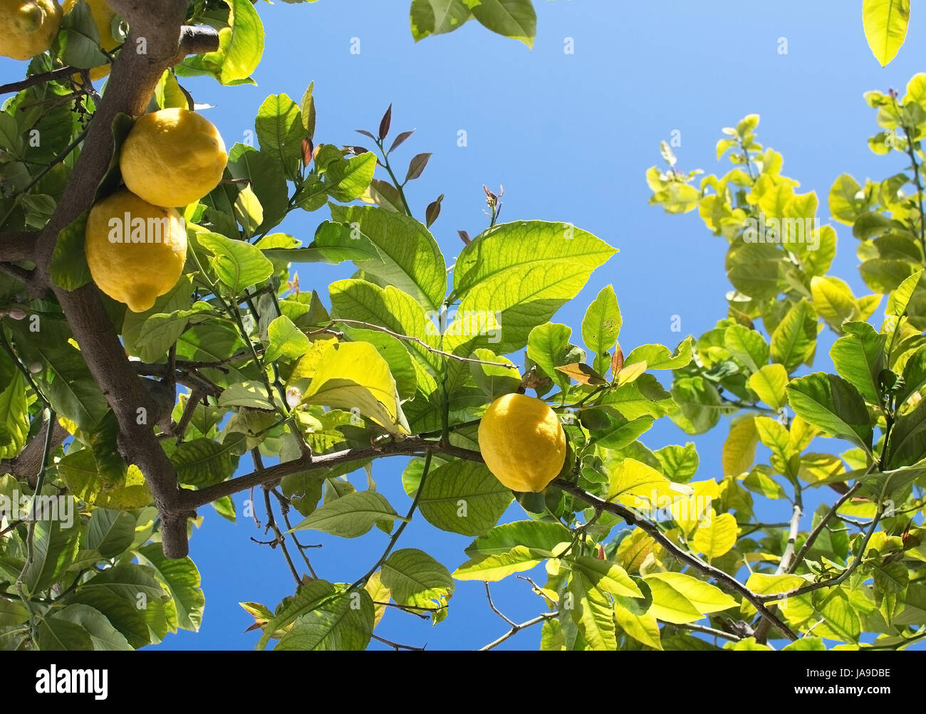 Fresh ripening lemons and flowers in lemon tree in Majorca, Balearic ...