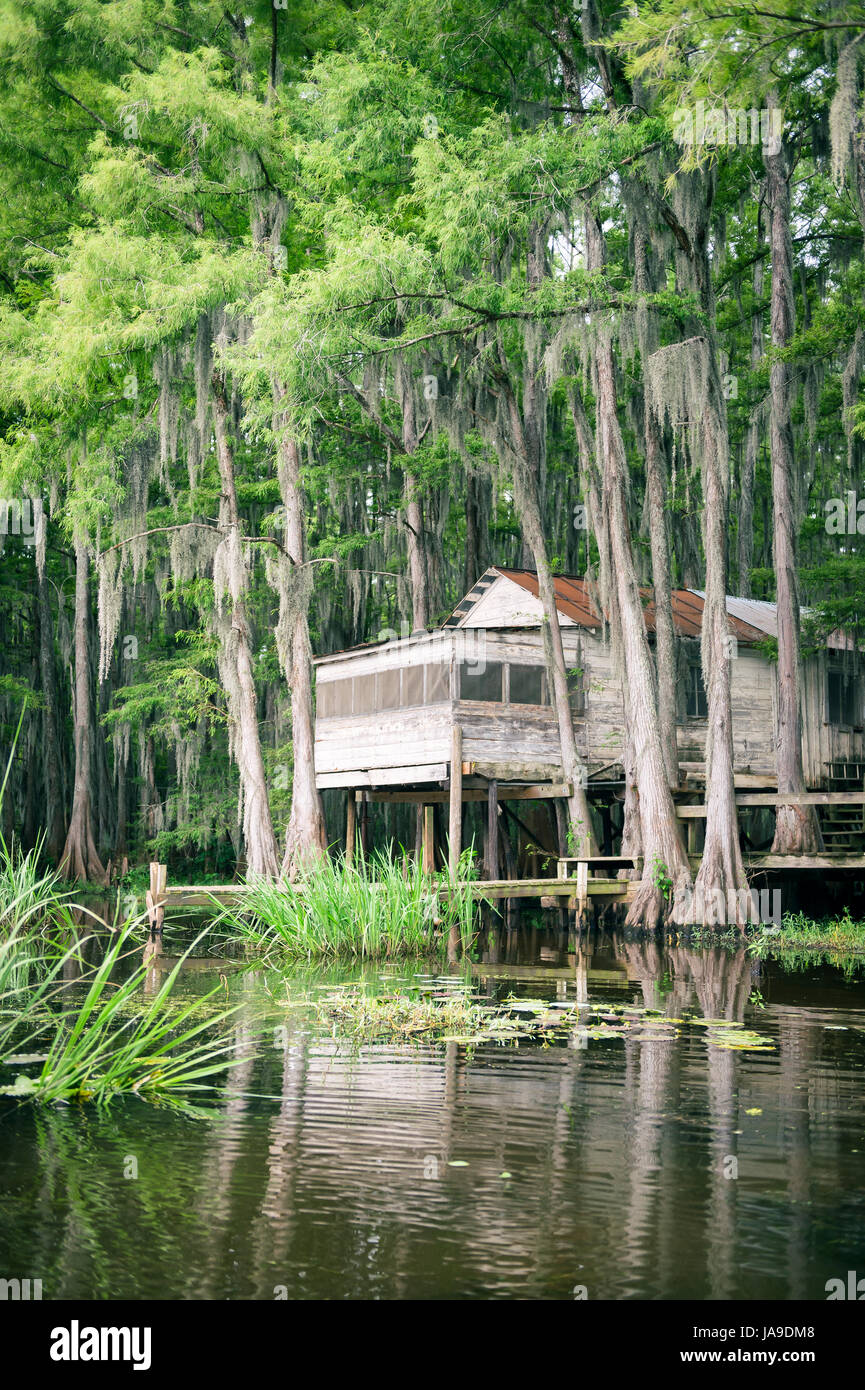 Swamp bayou scene of the American South featuring old wooden shack built into bald cypress trees and Spanish moss Stock Photo