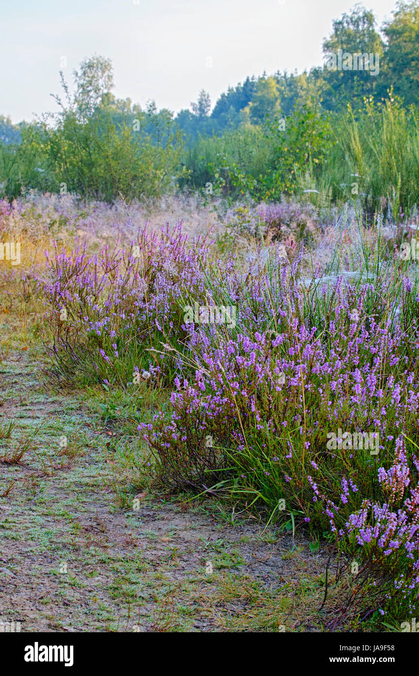 mood, nature-sanctuary, germany, german federal republic, scenery, countryside, Stock Photo