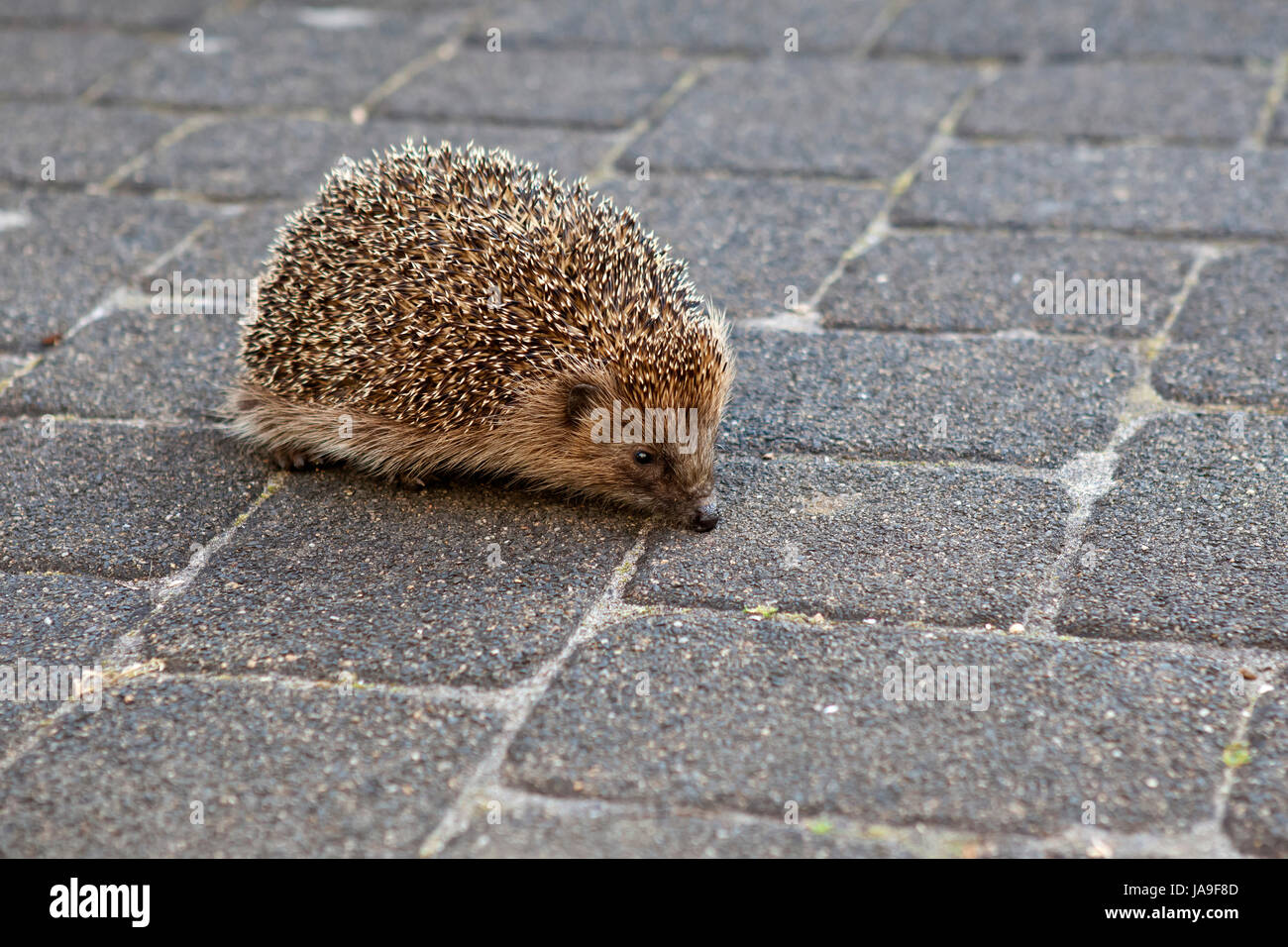 garden, terrace, hedgehog, gardens, garden, mammal, brown, brownish ...