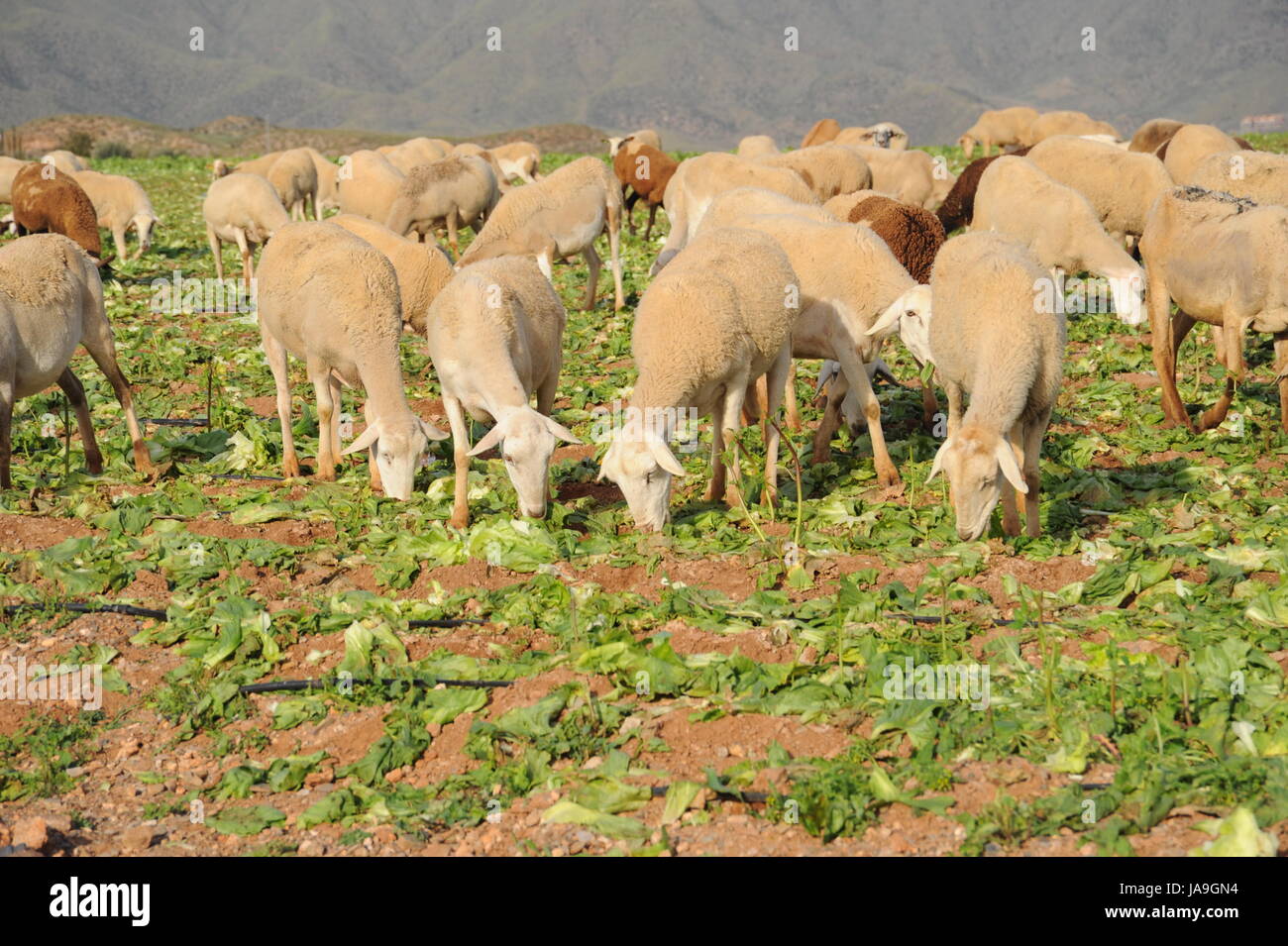 grazing sheep on pasture Stock Photo - Alamy