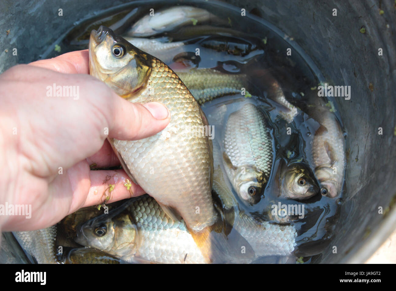 fish, bucket, fishing, carp, caught, rudd, food, aliment, spare time, free  Stock Photo - Alamy