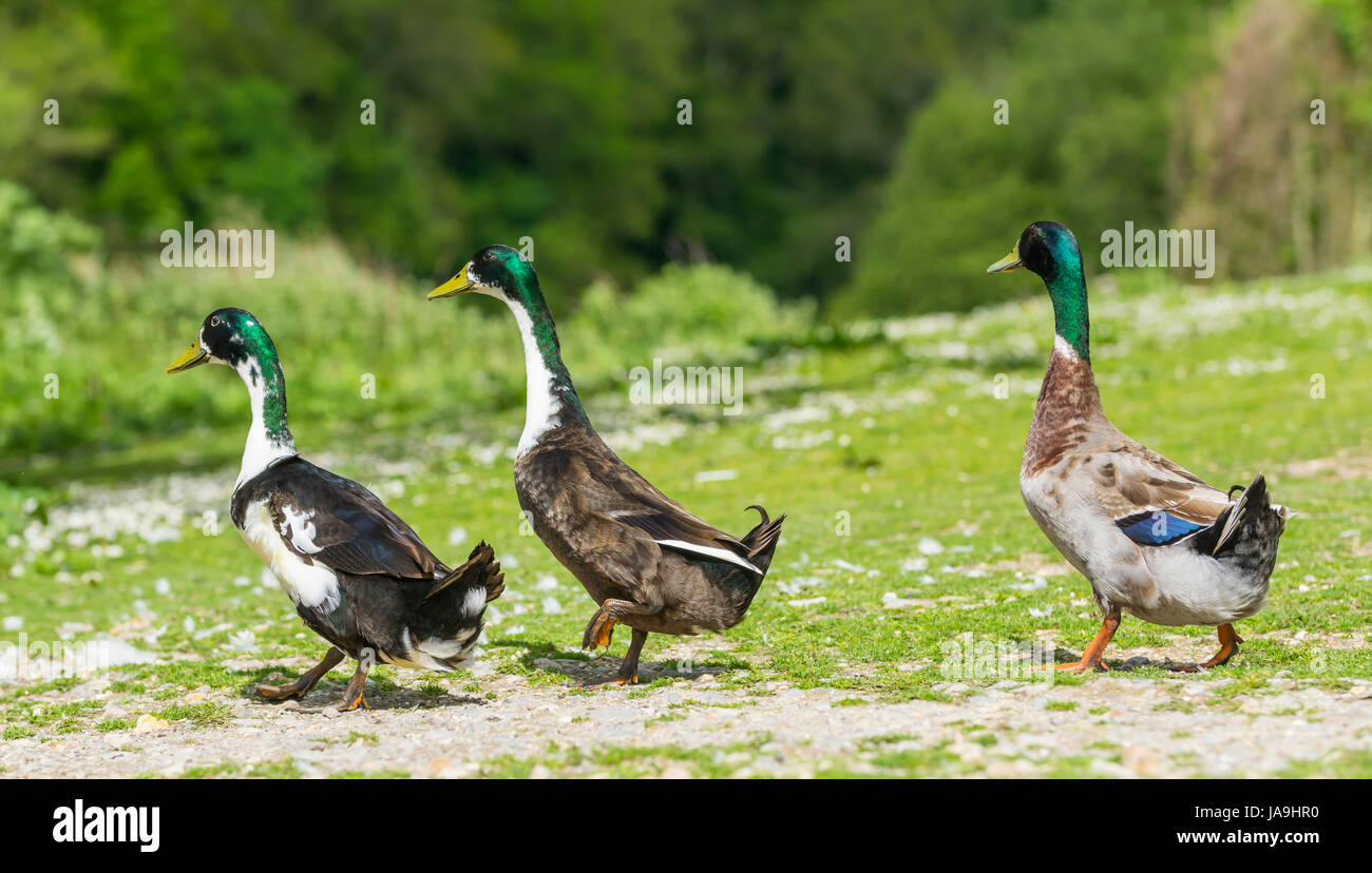 Domesticated Ducks (Anas platyrhynchos domesticus), possibly Mallard hybrids, walking upright on land in West Sussex, England, UK. Stock Photo