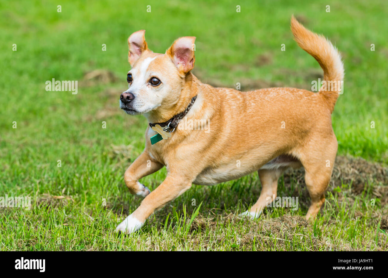 Small dog running on grass. It is a cross of a Chihuahua and Jack Russell Terrier. Stock Photo