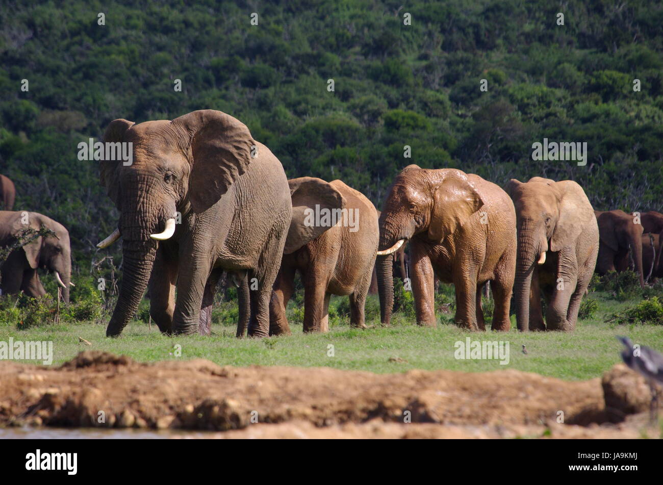 Elefantenherde Hi res Stock Photography And Images Alamy elefantenherde-hi-res-stock-photography-and-images-alamy