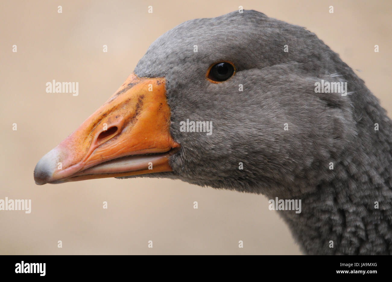 beak, waterfowls, waterfowl, goose, beaks, brant, bird, birds, beak, duck, Stock Photo